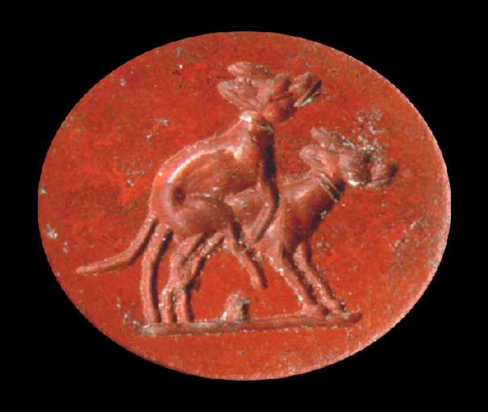 Accouplement de deux chiens