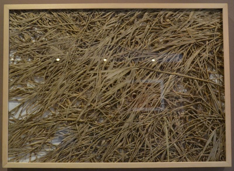 knetzgauer lange hecke past: after the winter (phalasis) collected 26/04/2001