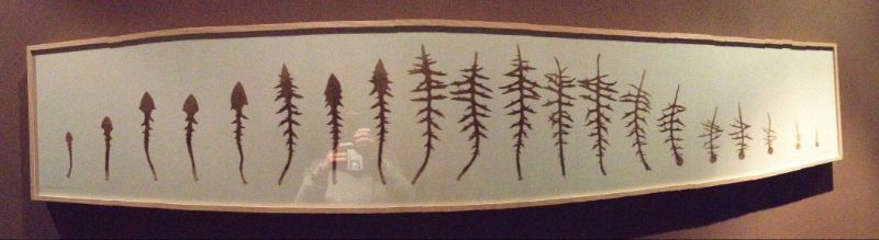 alle blätter von einer pflanze: blaue lactuca, collection 05/2006, Digne