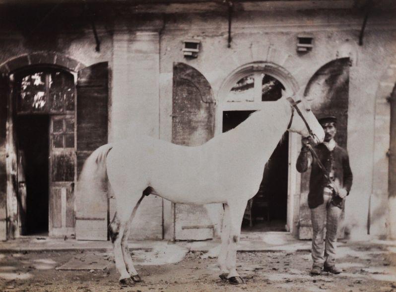 Palefrenier tenant la bride d'un cheval blanc
