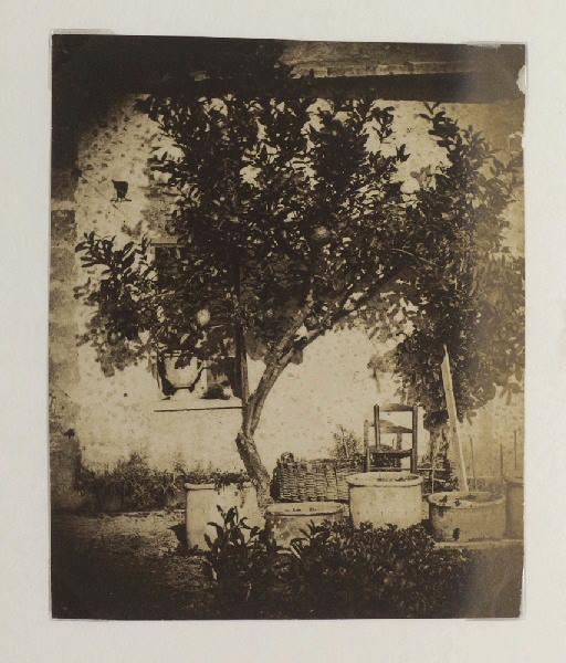 Citronnier, Grasse