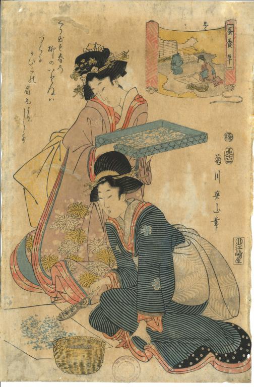 N°1, vers à soie nouvellement éclos