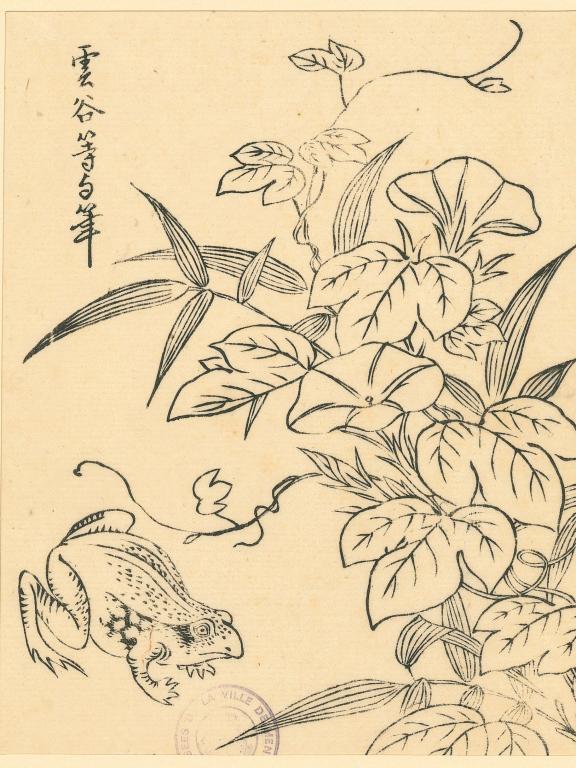 Petit batracien, volubilis et bambou