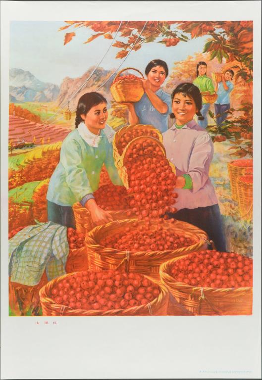 Cénelles (titre en français) ; 山里红 (titre en chinois)