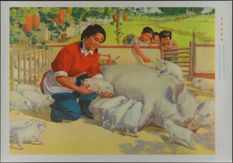 Élever des porcs pour la révolution (titre en français) ; 为革命养猪 (titre en chinois)