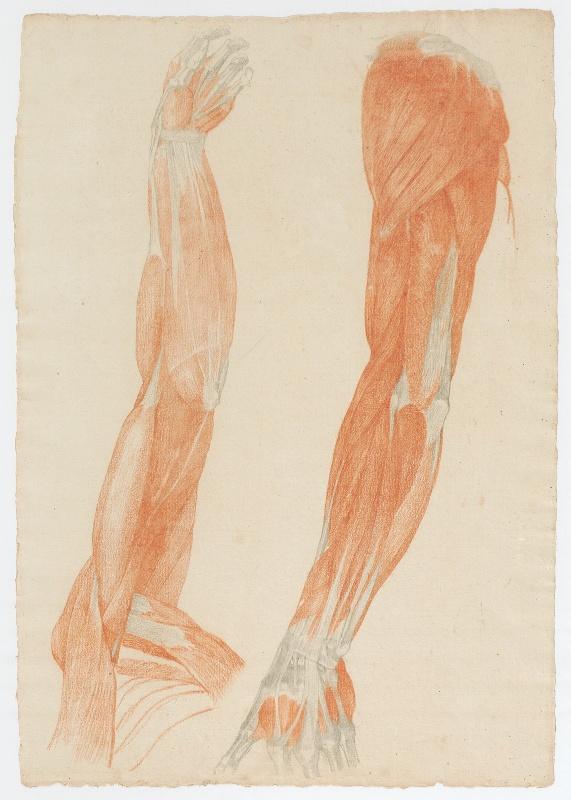 Etude anatomique de deux bras écorchés