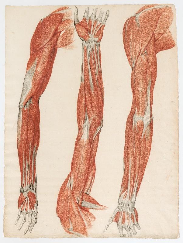 Etude anatomique de trois bras écorchés