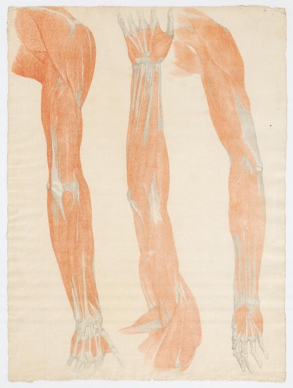 Etude anatomique de trois bras écorchés