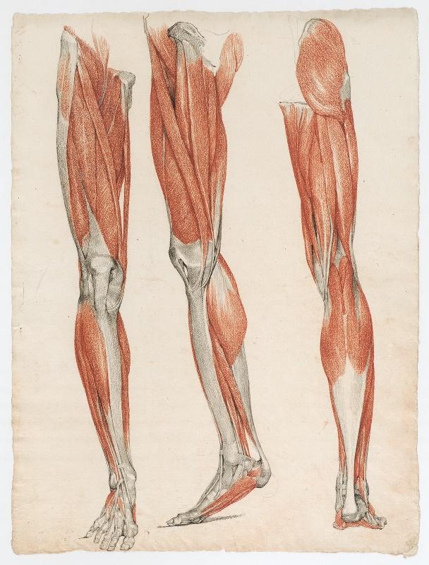 Etude anatomique de trois jambes écorchées