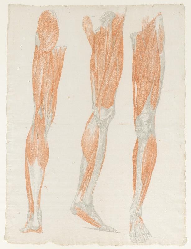 étude anatomique de trois jambes écorchées (face, profil, dos)