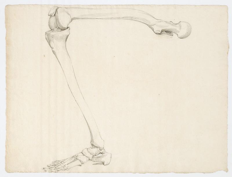 Etude anatomique des os d'une jambe inclinée vue de la gauche