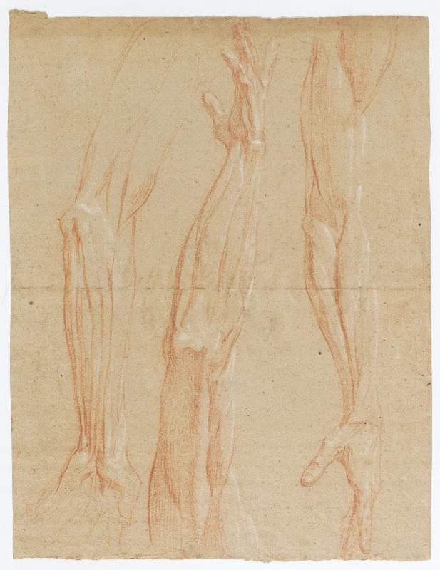 Anatomie - trois bras écorchés