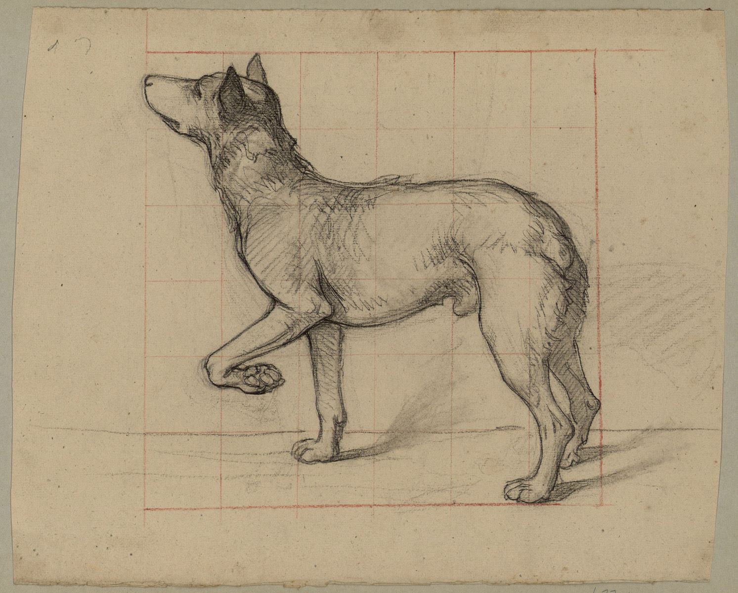 Chien à l'arrêt