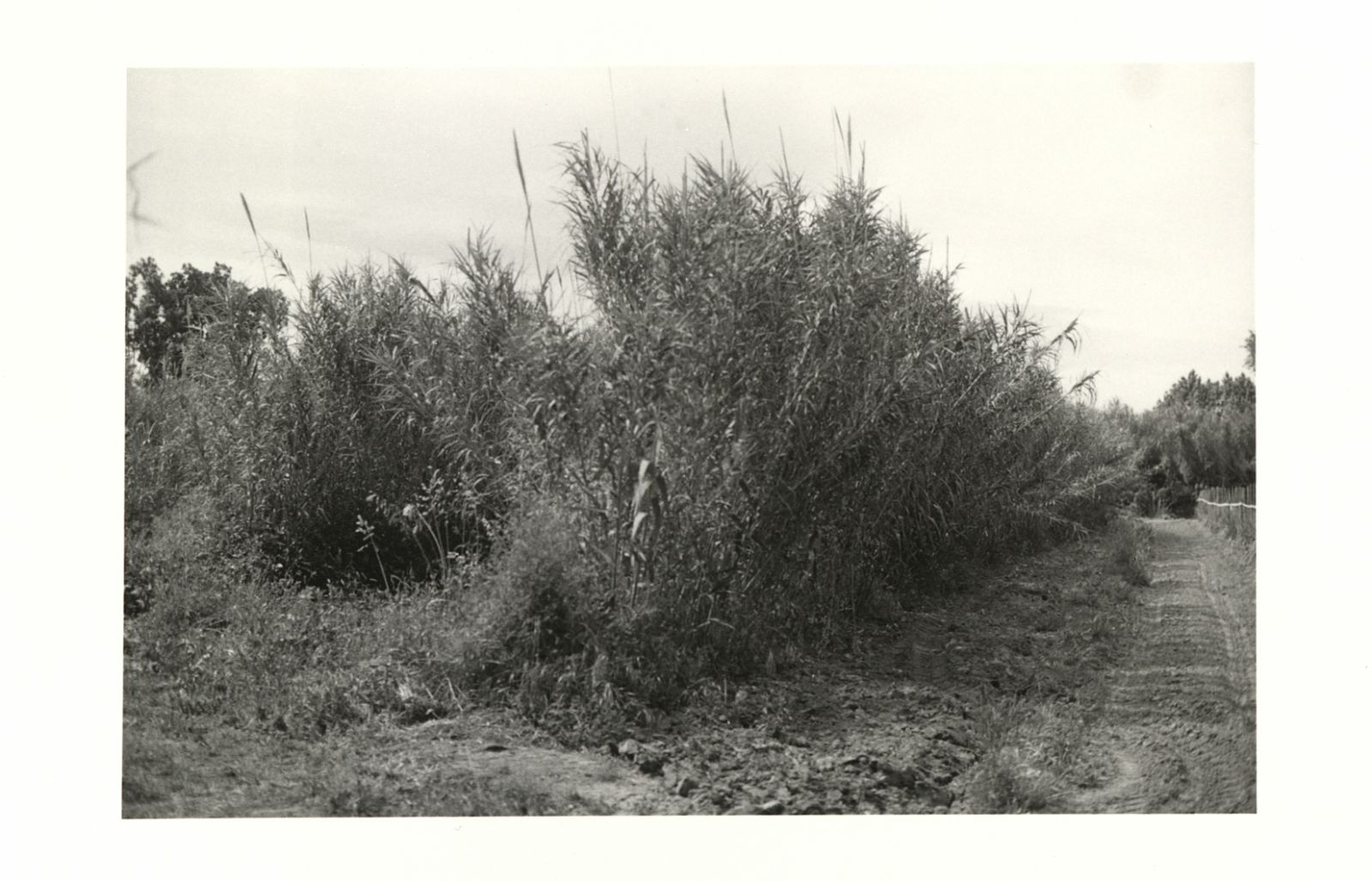 La mystérieuse nature de la canne de Provence