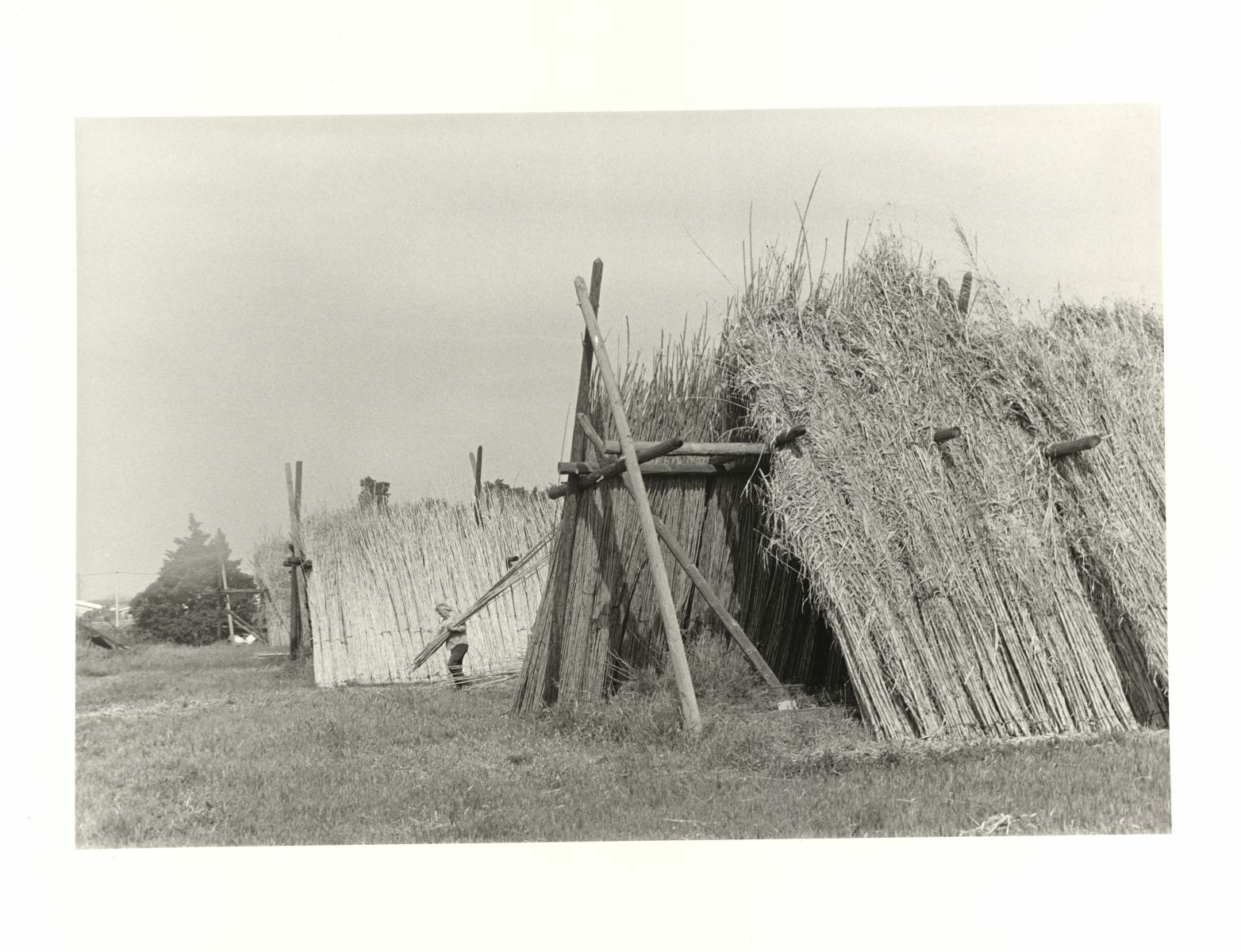 De loin en loin les tipis des sioux ; La mystérieuse nature de la canne de Provence