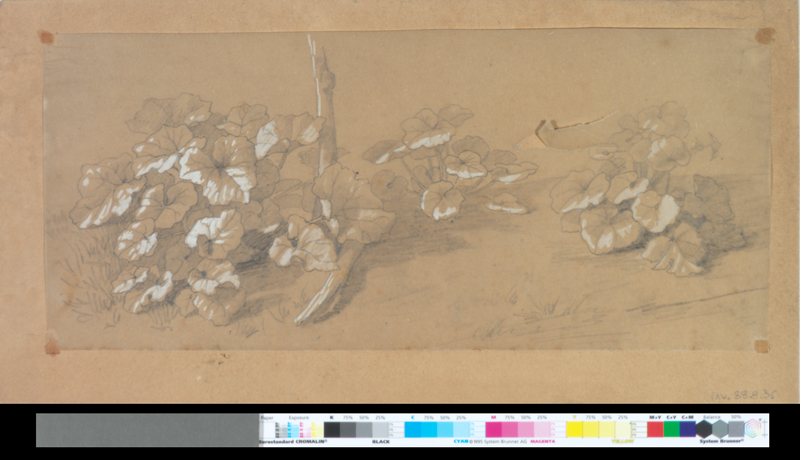 Feuillages réhaussés de blanc