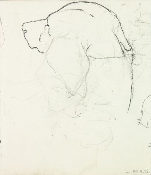 Etude d'une tête de chien