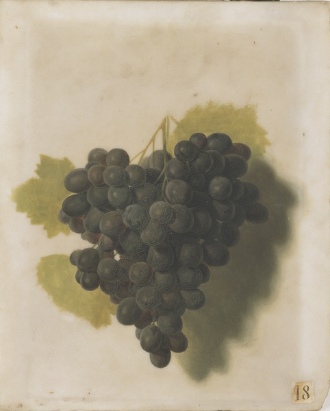 Etude de grappe de raisins