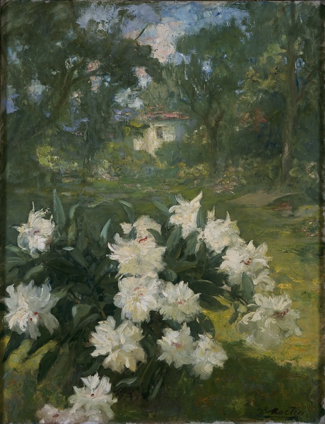 Pivoines dans un jardin