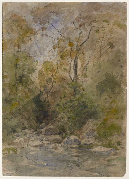 Torrent parmi des arbres et des rochers