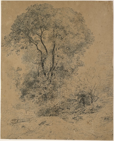 Etude d'arbres