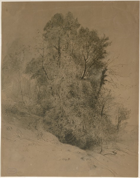 Etude d'arbres à Sassenage en 1875