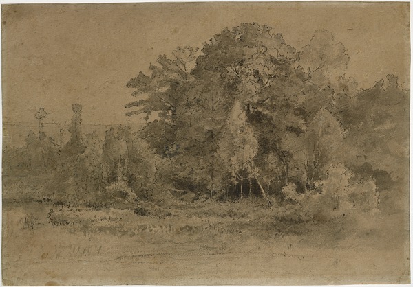 Paysage de lisière de forêt