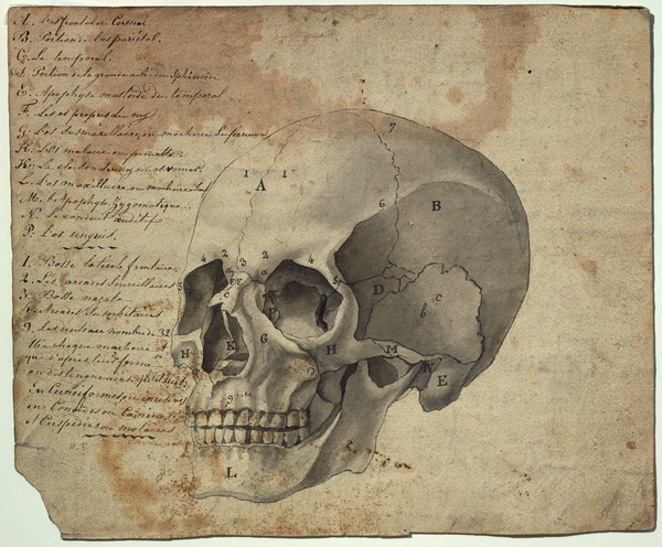 Crâne de trois quarts face