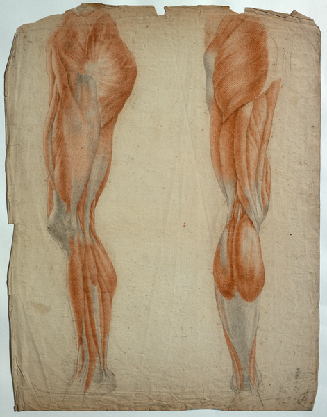 Deux jambes écorchées, profil et dos