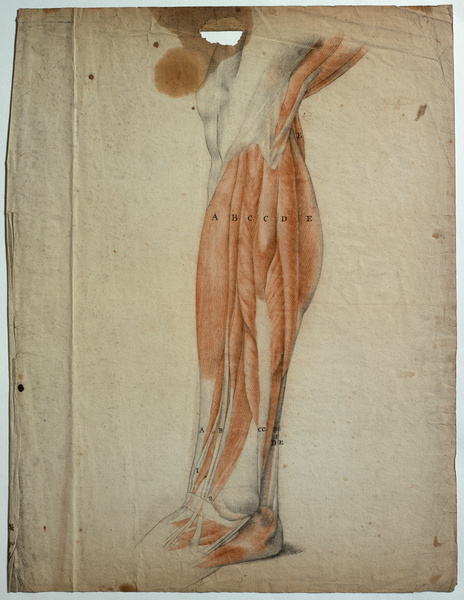 Jambe écorchée de profil