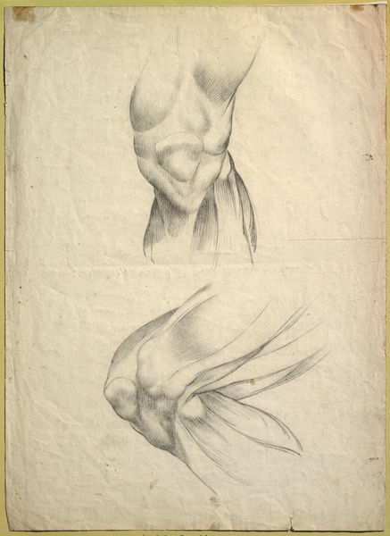 Deux genoux écorchés, face et profil