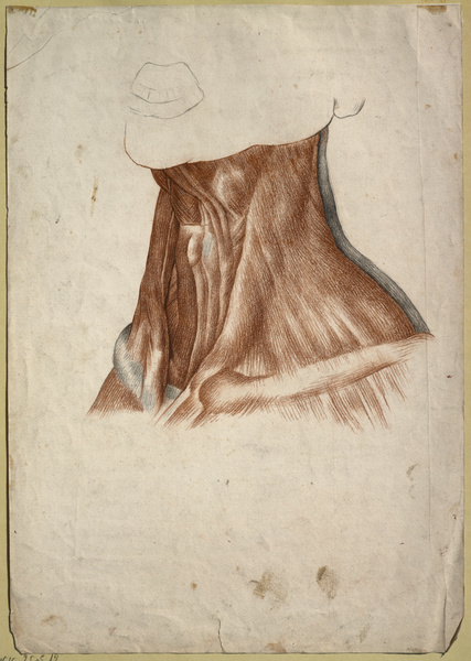 Cou écorché, de trois quarts