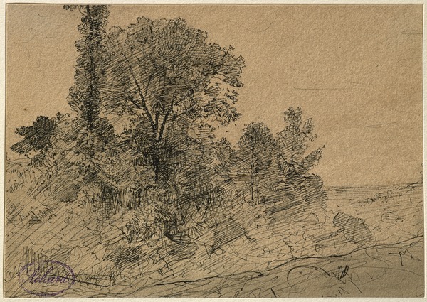 Bosquet d'arbres
