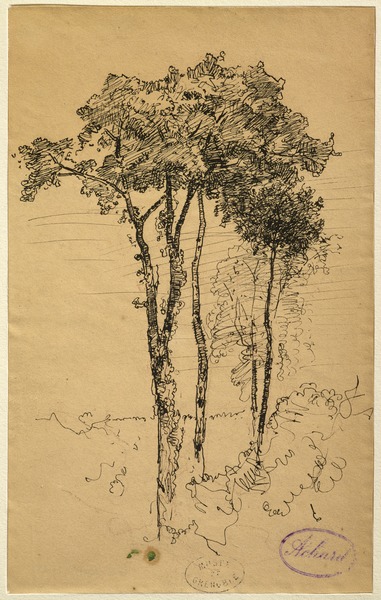 Etude d'arbres