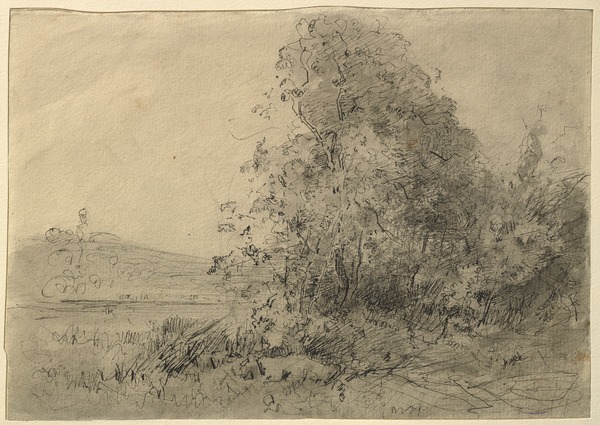 Arbres au bord d'un lac