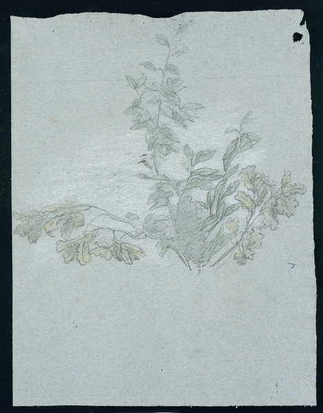 Vestibule, Peinture : étude de feuillages