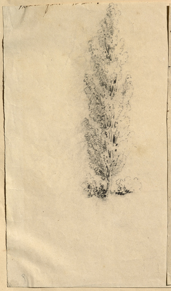 Esquisse de peuplier