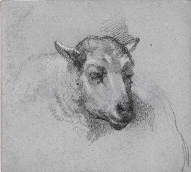 Tête d'un mouton (titre factice) ; Ancien titre : Portrait d'un mouton