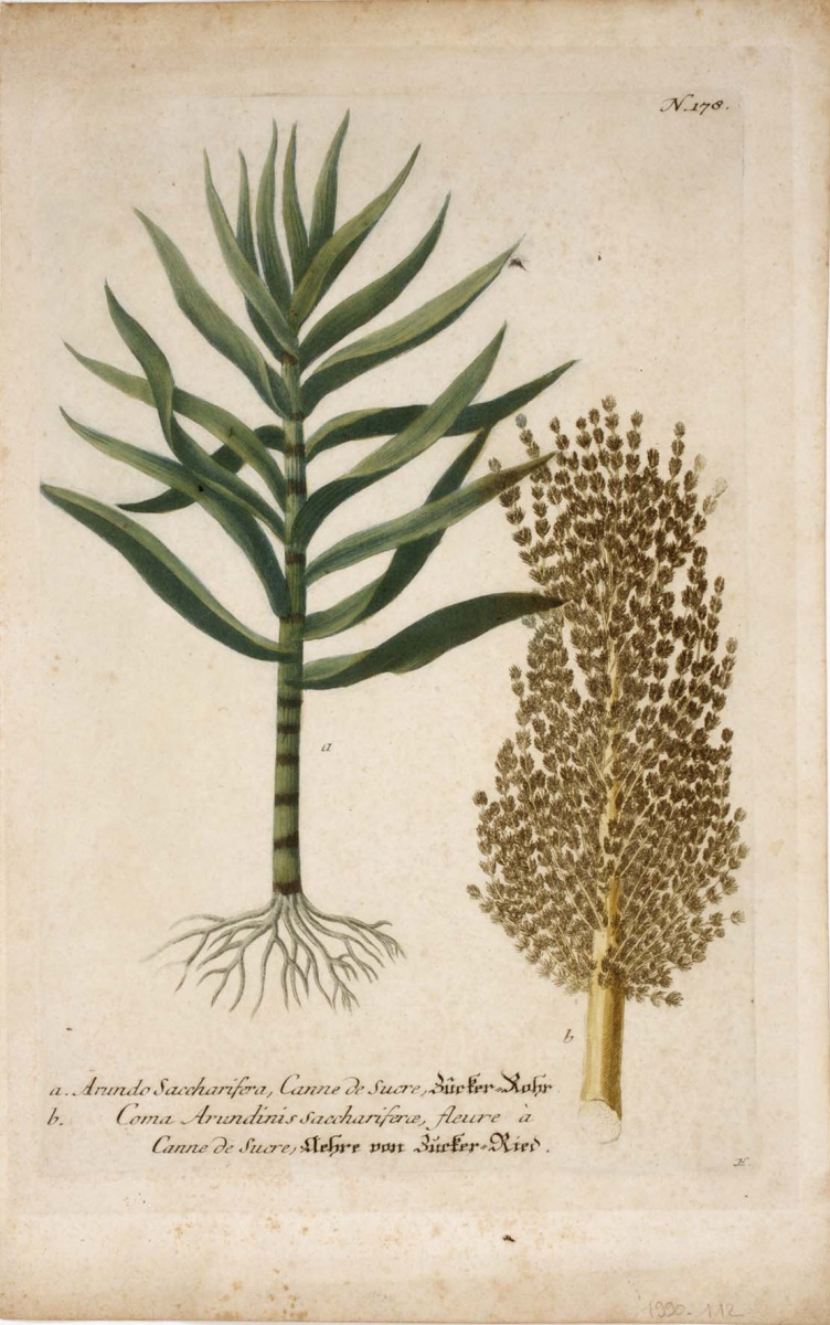 a. Arundo saccharifera, Canne de sucre ; b. Coma Arundinis saccharierce, fleure à canne de sucre