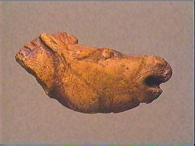 Le cheval hennissant