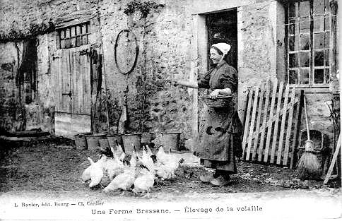 Une Ferme Bressane. - Elevage de la volaille