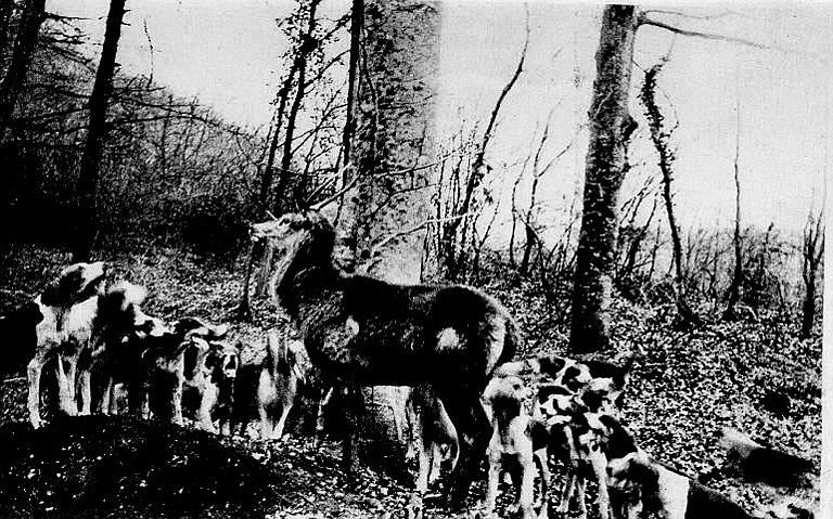 VILLERS-COTTERETS - HALLALI