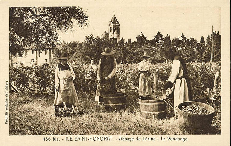 186 BIS. ILE SAINT-HONORAT - ABBAYE DE LERINS - LA VENDANGE
