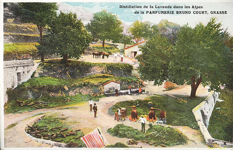 DISTILLATION DE LA LAVANDE DANS LES ALPES / DE LA PARFUMERIE BRUNO COURT, GRASSE