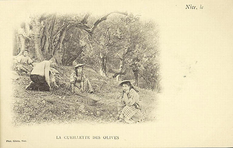 LA CUEILLETTE DES OLIVES