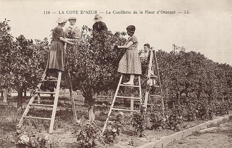 116. LA COTE D'AZUR - LA CUEILLETTE DES FLEURS D'ORANGER