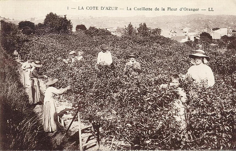 1. LA COTE D'AZUR - LA CUEILLETTE DE LA FLEUR D'ORANGER