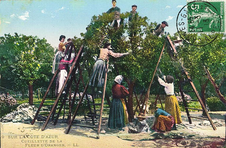 9. SUR LA COTE D'AZUR - CUEILLETTE DE LA FLEUR D'ORANGER