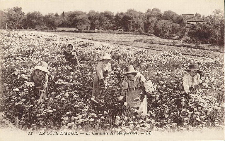 12. COTE D'AZUR - LA CUEILLETTE DES MARGUERITES
