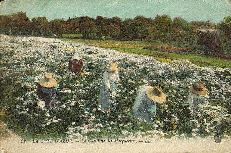 12. LA COTE D'AZUR - LA CUEILLETTE DES MARGUERITES